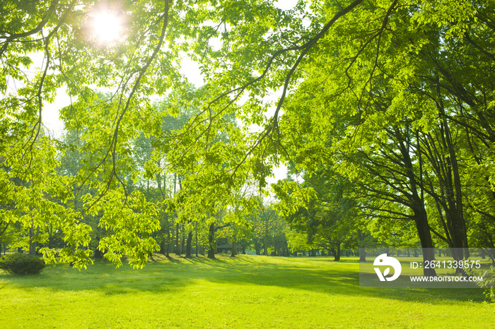 Park sunlight