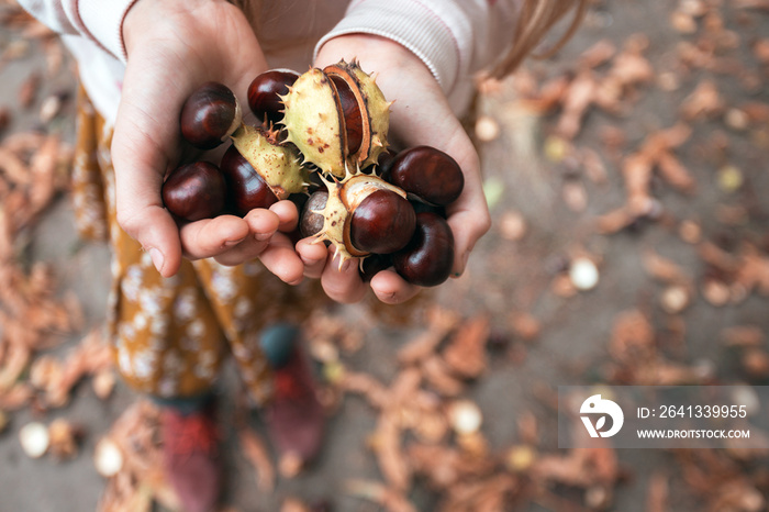 girl holding chestnuts in her hands