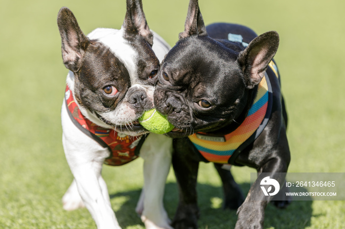 两只法国斗牛犬在玩球。北加利福尼亚州的狗公园。