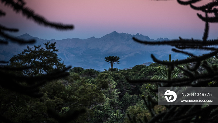 Sunset in an Araucanian forest or forest of ‘Pehuenes’. In the distance you can see the Andes mounta