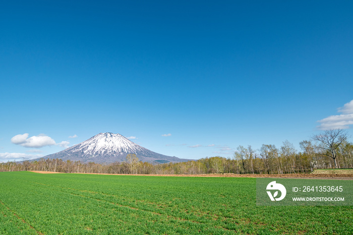 残雪の羊蹄山と牧草地の風景 / 北海道倶知安町