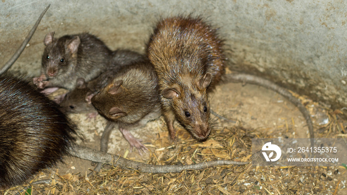 Wild or field rats is the language that Thailand people call Which be used to make food, And now thi