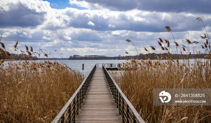 Wooden pier with light brown, dry reeds and a view of the lake