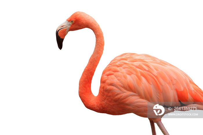 Bust-up photo of flamingo viewed from the side | Cutout white background