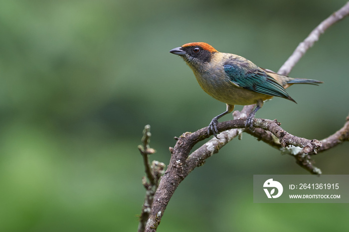 Endemic bird resting over a dry tree branch