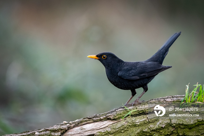 Amsel- Turdus merula