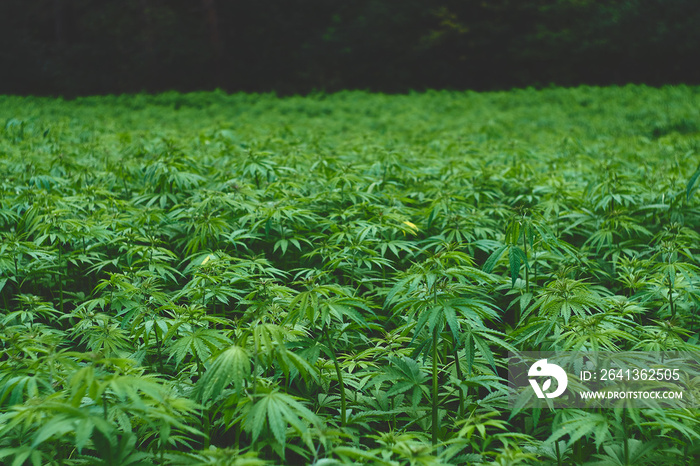 Hemp field in summer