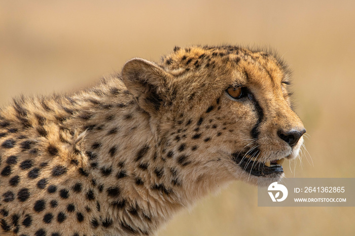 Gepard in Südafrika