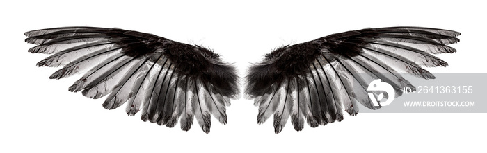 Angel wings on white background