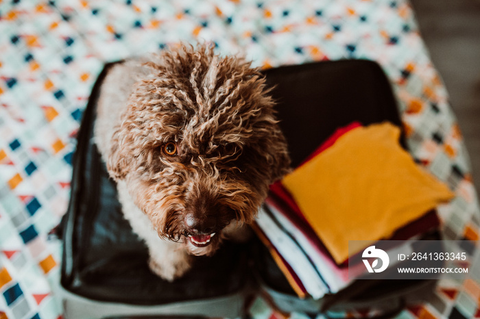 Sweet spanish water dog ready to go on a trip this summer vacation with her human family. Sitting on