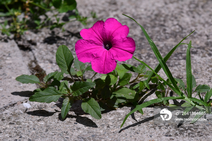 Flower growing through crack in the tiled pavement