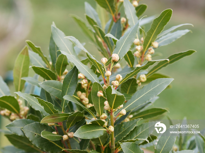 Laurus nobilis-Laurier的流入量-Laurier-vrai-Laurier酱-Laurier-noble ou herbe-a