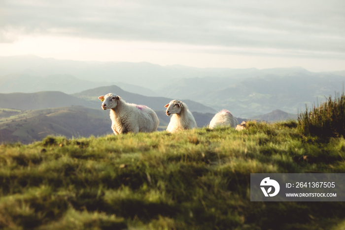 Brebis mouton dans les montagnes basque