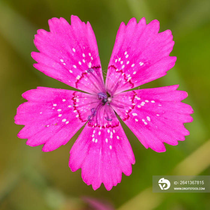 maiden pink (Dianthus deltoides) flower