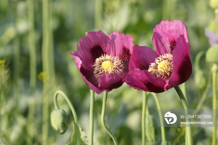 Two pink opium poppy flowers