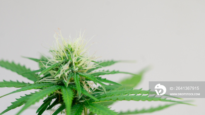 大麻大麻的花蕾在白色背景植物中绽放