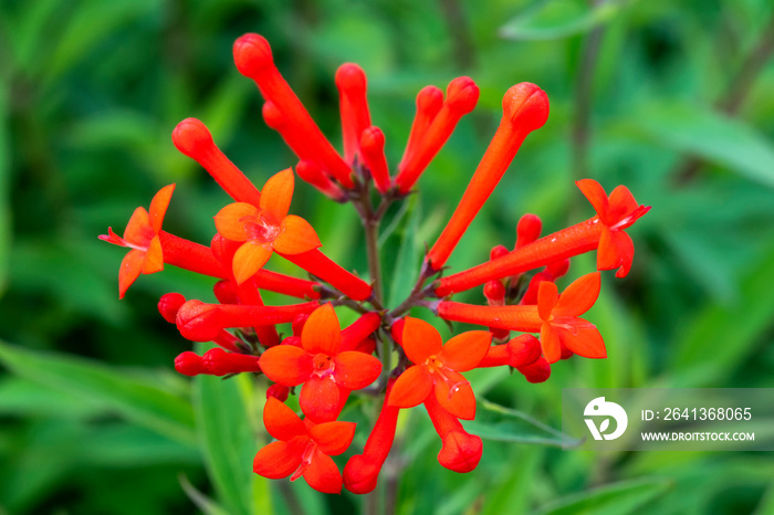 Bouvardia ternifolia found a native plant of Mexico and South USA commonly known as Firecracker Bush