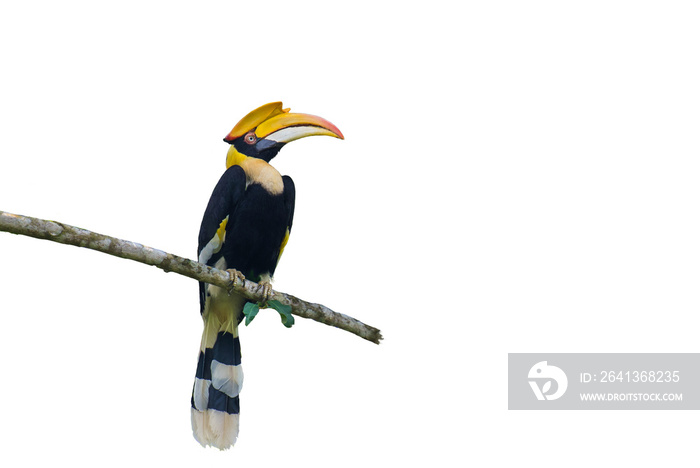 Great hornbill on on the White Blackground