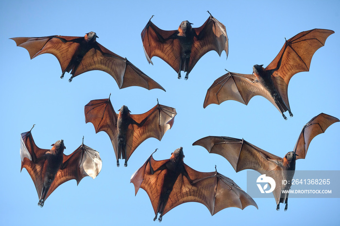 Flying bats on blue sky background (Lyles flying fox)