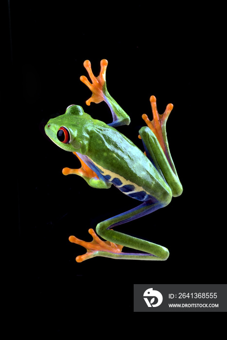 details of a red-eyed tree frog seen from above