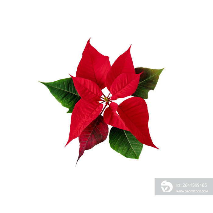 Poinsettia star blossom isolated on white