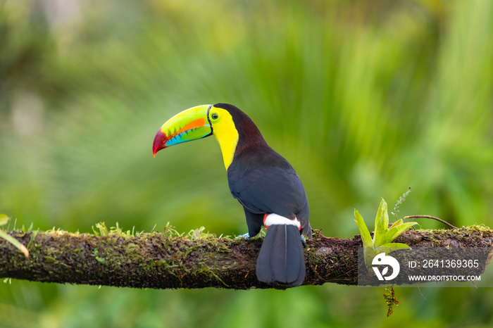 哥斯达黎加的Fischertukan（Ramphastos sulfuratus）