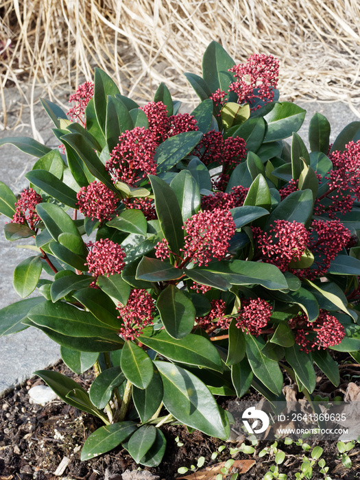 Skimmia japonica - La skimmia du japon, un arbrisseau dornement aux fleurs parfumées aux tépales de