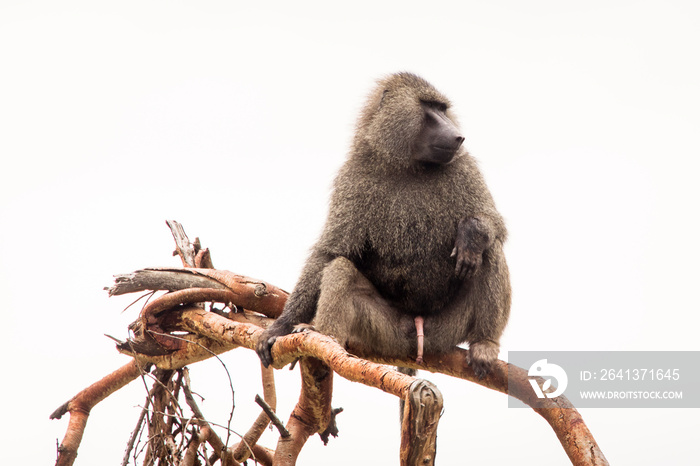 坦桑尼亚恩戈罗戈罗国家公园，狒狒猴子在狩猎时坐在树枝上。野生
