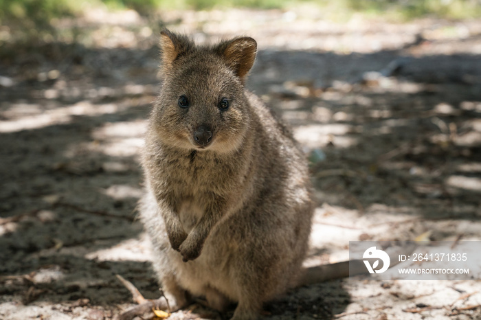 Quokka，Setonix brachyurus，照片拍摄于西澳大利亚的Rottnest岛