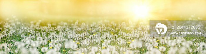 Dandelion seed, fluffy blow ball, sunset in meadow of dandelion seeds lit by sunlight, beautiful nat