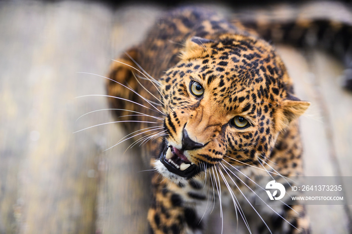 Portrait of a beautiful leopard