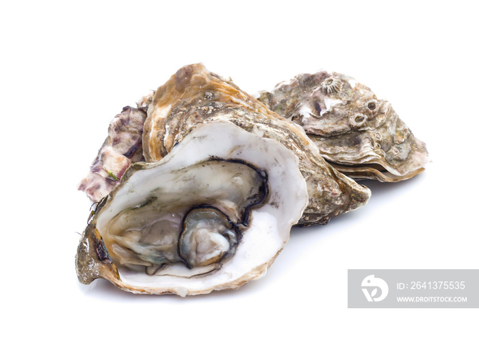 Fresh  oyster on white background