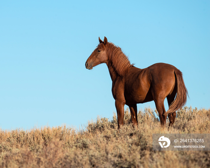 Wild Horse from the Pilot Butte herd in Wyoming