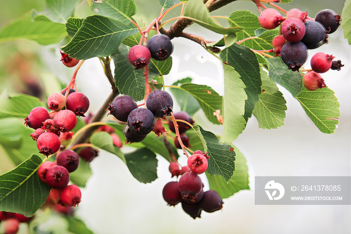 Ripe and unripe saskatoon berries hanging on branches