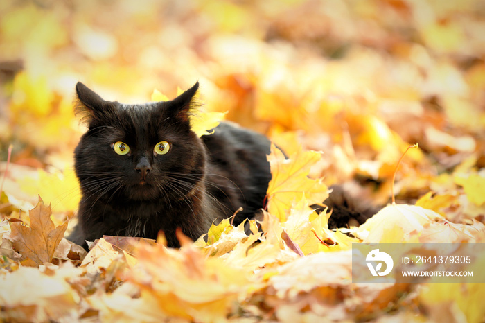 秋天公园树叶上的可爱黑猫