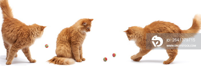 adult fluffy red cat plays with a red ball, cute animal isolated