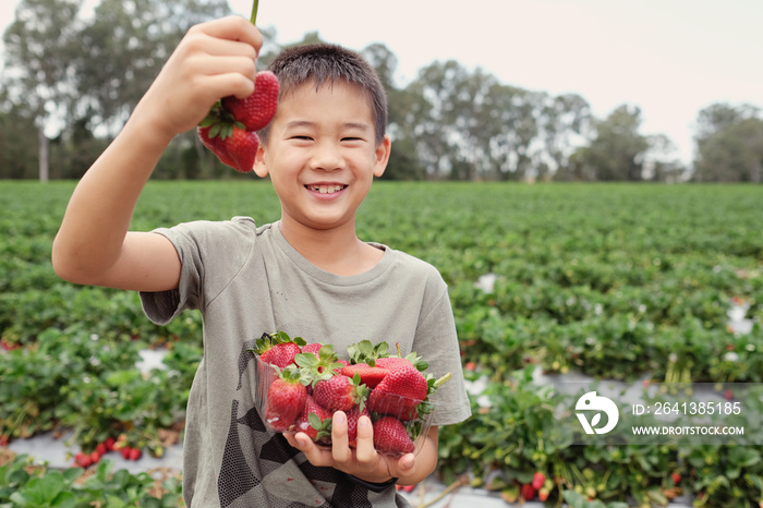 young Asian boy holding a box of fresh strawberries on organic strawberry farm, homeschool concept