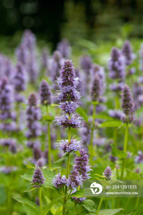 牛膝草（Agastache Blue Fortune）蓝色花穗