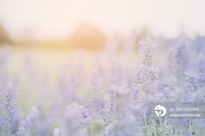 Lavender flower background