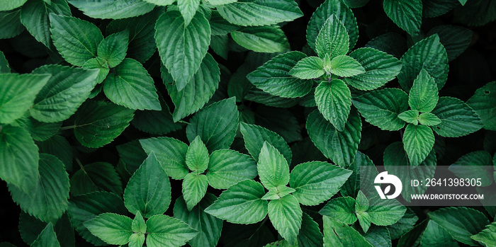 Natural background of green leaves with vintage filter