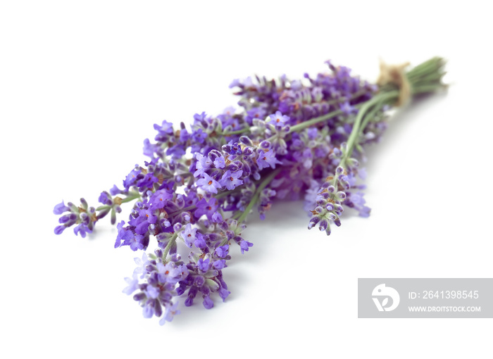 Beautiful lavender flowers on white background