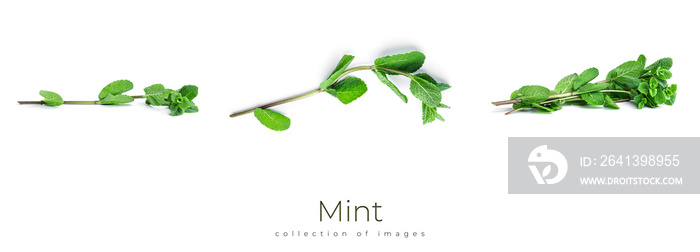 Fresh, green mint leaves on a white background.