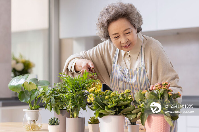 老年女子在家种植盆栽