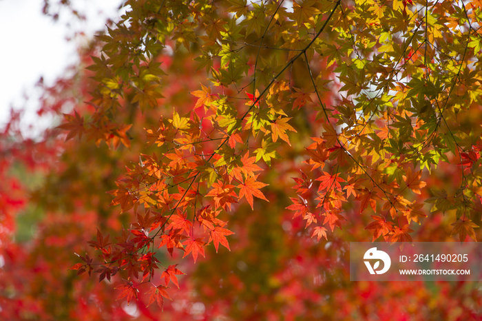 Maple leaves in autumn