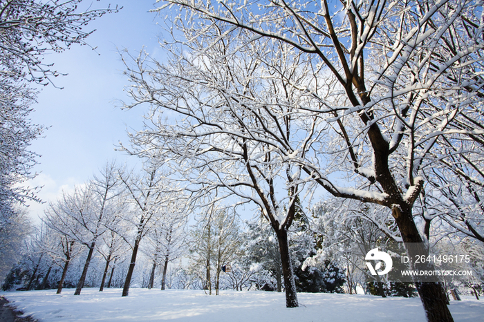 雪中的树