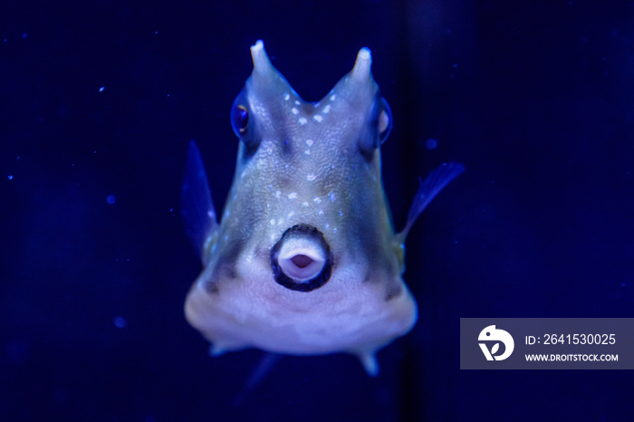 macro Lactoria cornuta Linnaeus fish