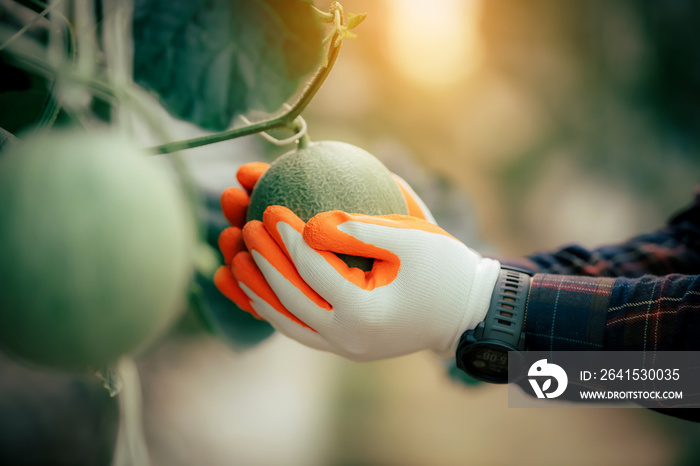 Hands holding fresh watermelon or green watermelon or cantaloupe cantaloupe. Check the produce grown