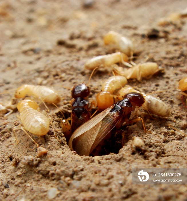 Termites tunnel nest