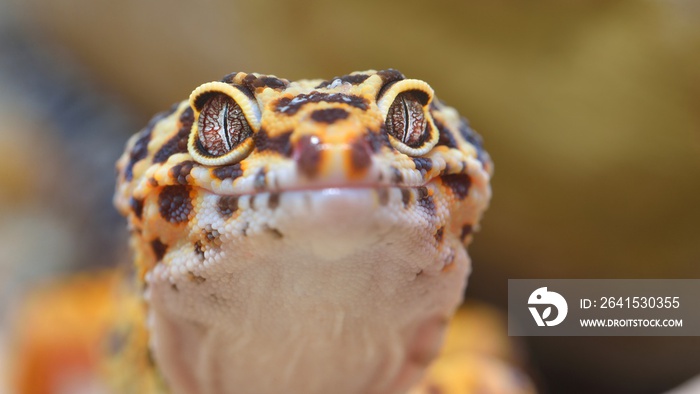 Leopard gecko Eublepharis macularius in the Zoo