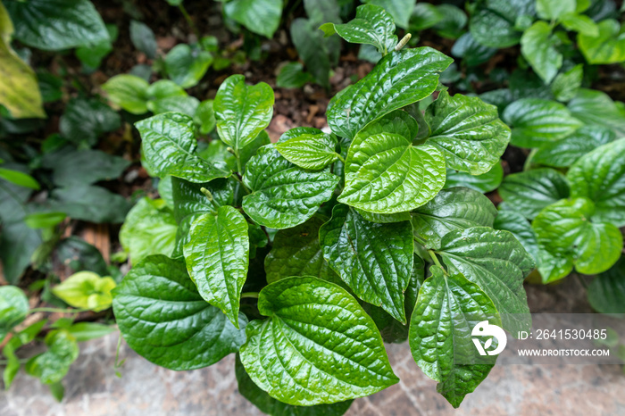 Close up fresh betel leaves is bush.